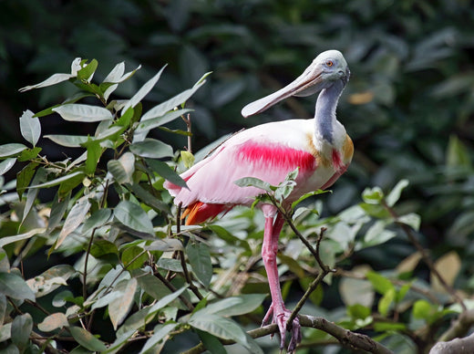 Florida Wildlife Encounters