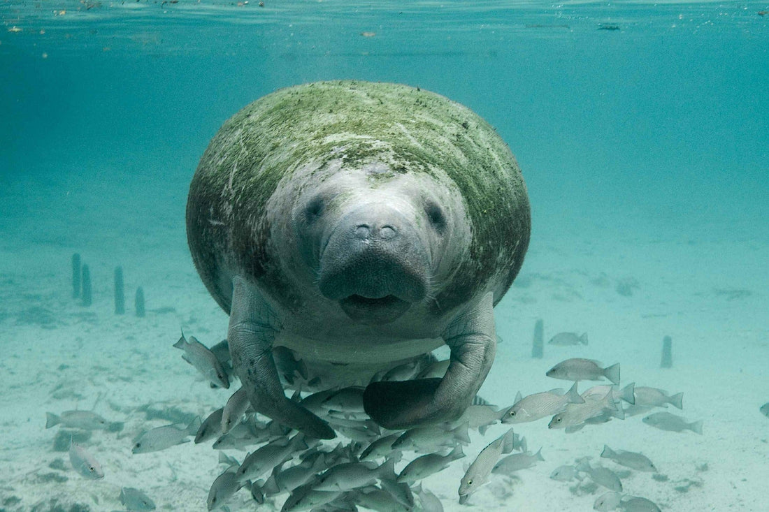 Florida Manatees: When, Where, and How to See Them