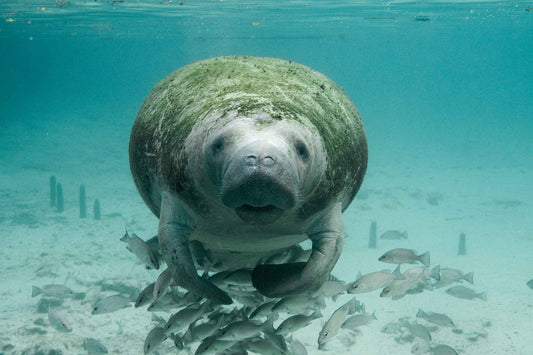 Florida Manatees: When, Where, and How to See Them